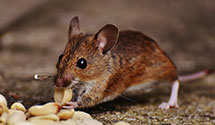 24 Hour & Emergency Exterminators in West Milton, PA